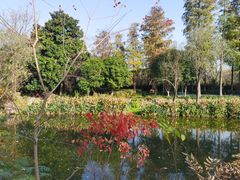 -西溪国家湿地公园