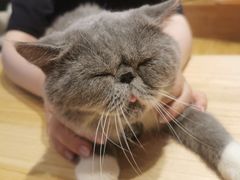 -啵啵喵·猫咖(攀华国际店)
