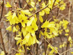 -鲜芋仙(铁西万象汇店)