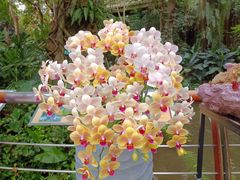 -中国科学院华南植物园