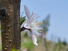 -南汇桃花村