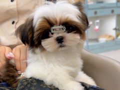 -萌宠之家·腊肠犬·马尔泰·小体犬舍