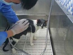 -宠颐生宠物医院·心肾内科·猫专科诊疗中心宠巢店