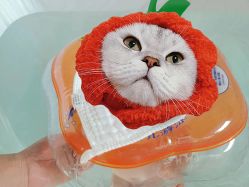 -沪月爱萌月子中心