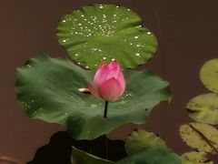 -映月湖公园