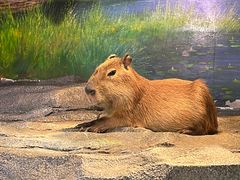 -正佳雨林生态植物园