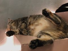 -猫儿山۰猫主题餐厅