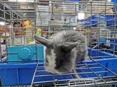 -万商花鸟市场