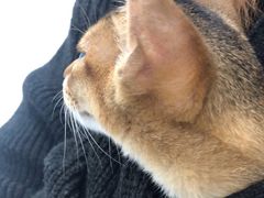 -纳吉亚猫专科动物诊疗中心(蒋宅口分院)