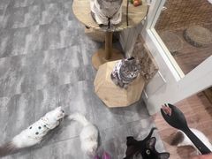 -楼上猫咖(罗湖店)