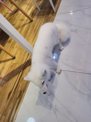 -Moni星球萌宠·小马宝莉·灵蛇·高端高阶全萌宠互动体验俱乐部(红豆国际广场店)