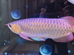 -民族饭荘(新华大街店)