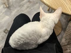 -楼上猫咖(罗湖店)