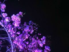 -天适樱花悠乐园