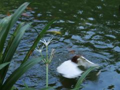 -深圳仙湖植物园