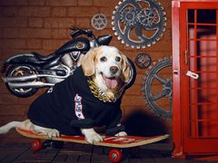 -超宠爱宠物摄影-Super pet