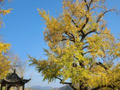 -千年银杏谷文化旅游区