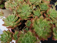 -芽庄洲际酒店自助餐厅