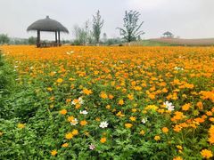 -径山花海