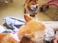 -逗柴咖啡屋·狗咖猫咖宠物桌游