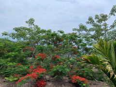 -海南槟榔谷黎苗文化旅游区