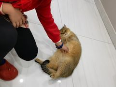 -飞行喵MR PILOT|猫舍·猫咖(静安大融城店)