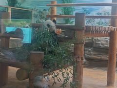 -西霞口神雕山野生动物世界