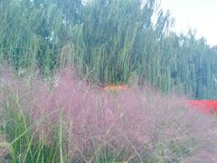 -羊亭河湿地公园