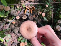 -峡谷浮石林景区