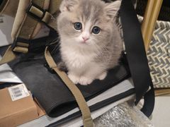-欣宠猫屋·矮脚拿破仑·蓝金金渐层