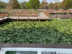 -五缘湾湿地公园