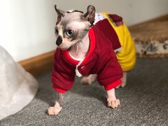 -松果猫咖(桐乡吾悦金街店)