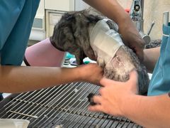 -动物缘宠物医院·骨科·猫科(西二环店)