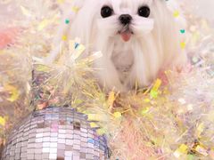 -萌宠之家·腊肠犬·马尔泰·小体犬舍