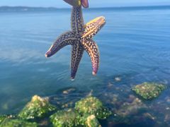-悦海公园