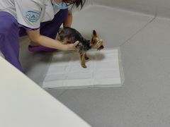 -谐和益家动物医院·免疫绝育·血液透析·宠保定点医院(高新伊藤分院)