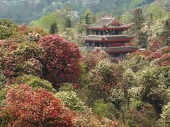 -贵州百里杜鹃风景名胜区