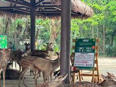 -海南热带野生动植物园