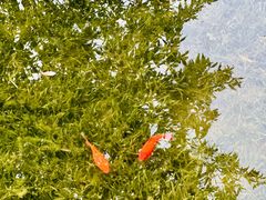 -云溪植物园