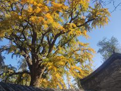 -北京凤凰岭