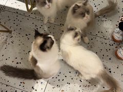 -喵喵咪呀布偶猫咖(春熙路店)
