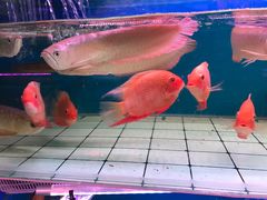 -双季花艺园艺市场(浦东店)