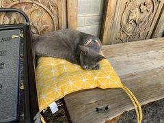 -喵屿·大理花园猫咖