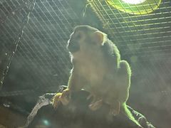 -萌宠奇缘(荣鼎店)