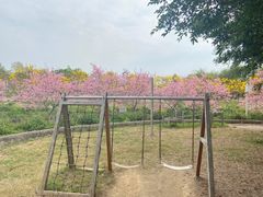 -天适樱花悠乐园