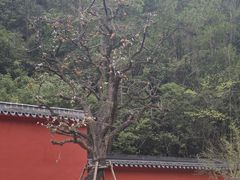 -大慈岩风景区