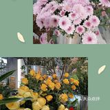          🌸鲜花店里喝咖啡☕️