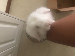 -瑞派名望24h动物医院异宠专科·猫专科·骨科·重症监护分院