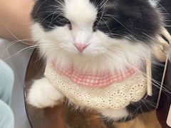 -共舞时光猫咖·狗咖(新街口店)