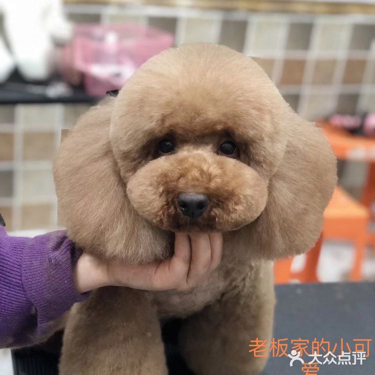 一家有温度的宠物医院🐈欣宠宠物🦮